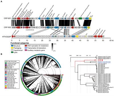 Genomic analysis and characterization of phages infecting the marine Roseobacter CHAB-I-5 lineage reveal a globally distributed and abundant phage genus